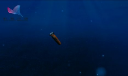 深海视频,揭秘神秘海底世界的奇幻之旅